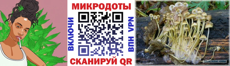 Псилоцибиновые грибы Psilocybine cubensis  Мураши 